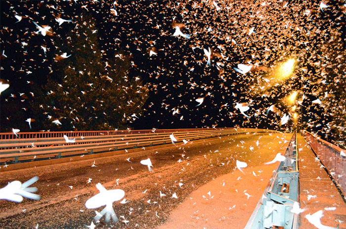 Elsőként a világon: kérészvédő fénysorompó a Tahitótfaluban lévő Tildy Zoltán hídon